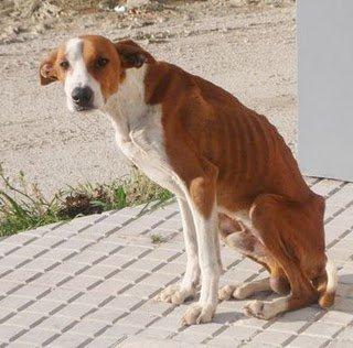 Podenca famelica en Sevilla