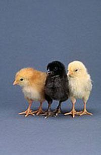 Revista reformada siempre en reforma