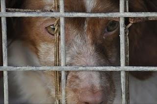 Mary, preciosa Bretona de unos 5 meses en adopcion URGENTE!!