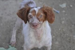 Mary, preciosa Bretona de unos 5 meses en adopcion URGENTE!!