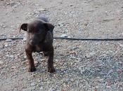 Carla, meses calle, necesita acogida adopción urgente!!