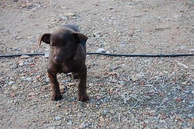 CARLA, CON 2 MESES Y EN LA CALLE, NECESITA ACOGIDA O ADOPCIÓN URGENTE!!