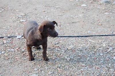 CARLA, CON 2 MESES Y EN LA CALLE, NECESITA ACOGIDA O ADOPCIÓN URGENTE!!