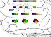 transcriptoma cerebros Alzheimer muestra diferencias splicing