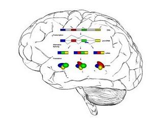 El transcriptoma en cerebros con Alzheimer muestra diferencias en el splicing