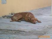 Podenca escapó bozal ribaroja, ayuda para cogerla!!