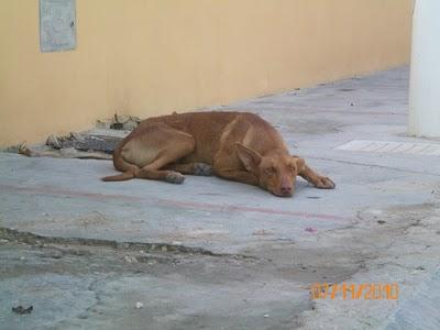 PODENCA QUE SE ESCAPÓ CON BOZAL EN RIBAROJA, AYUDA PARA COGERLA!!