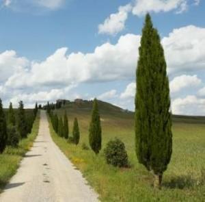 cipres 300x295 Plantas que curan: el ciprés