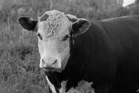 ¿QUÉ ES ALERGIA A LA LECHE?