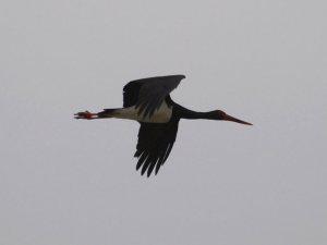 Con el buho campestre (Asio flammeus) se cerró el círculo