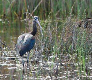 Con el buho campestre (Asio flammeus) se cerró el círculo