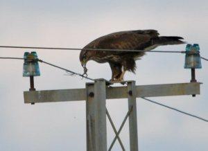 Con el buho campestre (Asio flammeus) se cerró el círculo