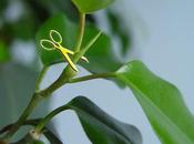 Tipos Podas plantas según forma