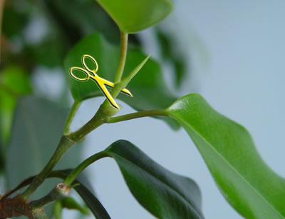 Tipos de Podas de plantas según la forma