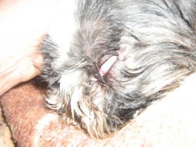 LE HA REVENTADO EL OJO. URGENTE !!! SAGUNTO (VALENCIA)