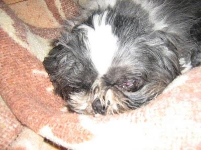 LE HA REVENTADO EL OJO. URGENTE !!! SAGUNTO (VALENCIA)