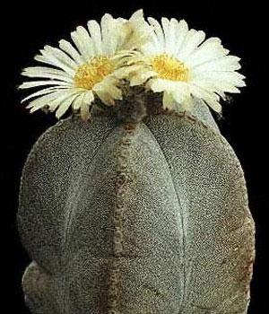http://www.photo-thorns.am/images/Astrophytum-myriostigma-v-potosinum.jpg