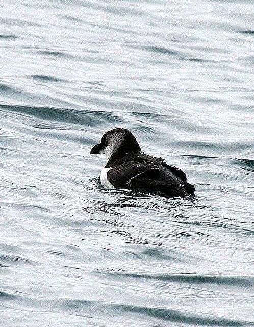 ALCA COMÚN-ALCA TORDA-RAZORBILL