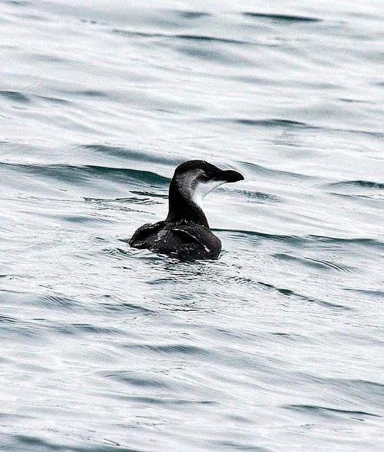 ALCA COMÚN-ALCA TORDA-RAZORBILL