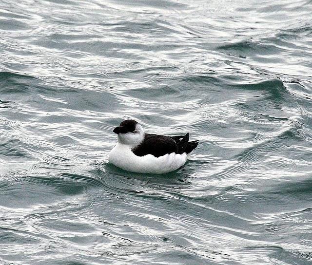 ALCA COMÚN-ALCA TORDA-RAZORBILL