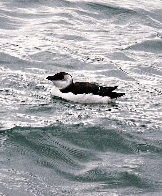 ALCA COMÚN-ALCA TORDA-RAZORBILL