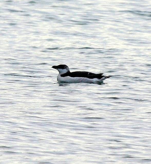 ALCA COMÚN-ALCA TORDA-RAZORBILL