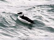 Alca común-alca torda-razorbill