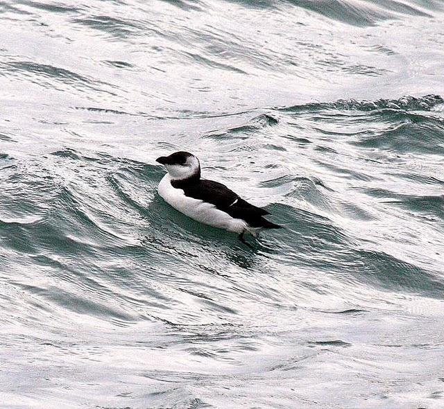 ALCA COMÚN-ALCA TORDA-RAZORBILL
