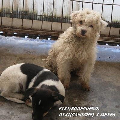 SITUACION CRÍTICA EN LA PERRERA DE SEVILLA.