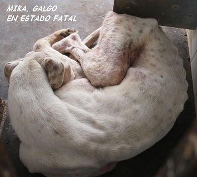 SITUACION CRÍTICA EN LA PERRERA DE SEVILLA.