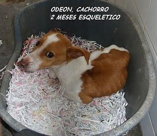 SITUACION CRÍTICA EN LA PERRERA DE SEVILLA.