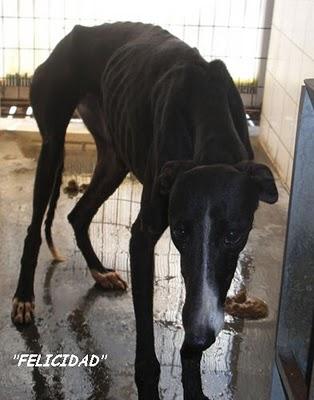 SITUACION CRÍTICA EN LA PERRERA DE SEVILLA.