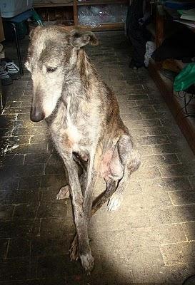 JENNY, GALGA MALTRATADA BUSCA HOGAR URGENTEMENTE.(MURCIA)