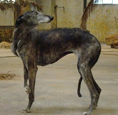 JENNY, GALGA MALTRATADA BUSCA HOGAR URGENTEMENTE.(MURCIA)