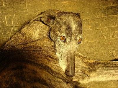 JENNY, GALGA MALTRATADA BUSCA HOGAR URGENTEMENTE.(MURCIA)
