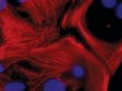 Nuevo método convierte células piel tejido corazón