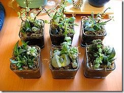 Decora con suculentas 3226371321_ee2fb84bb3_m