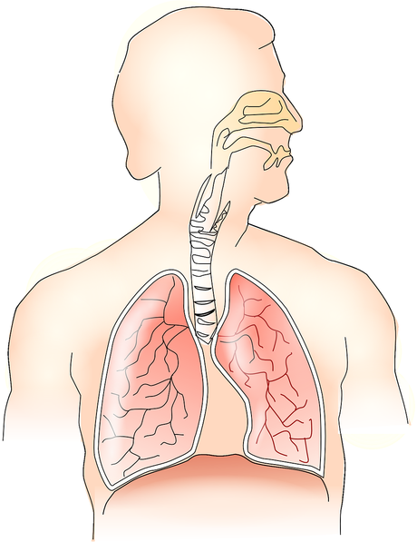 Técnicas para la correcta respiración si prácticas running