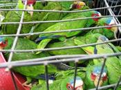 Continua campaña para combatir tráfico especies Luis Potosí