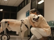 Pedigree demuestra amor maternal hacia perros