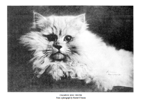 El campeón King Winters, de El tigre