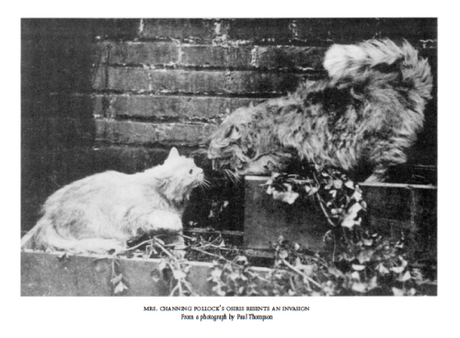 Otra ilustración de El tigre