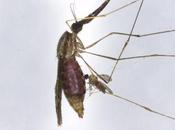 mosquitos