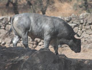 IMÁGENES DE ALGUNO DE LOS TOROS DE ADOLFO MARTÍN RESEÑADOS PARA PRIEGO