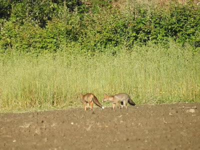 Manifestaciones de lo espontáneo