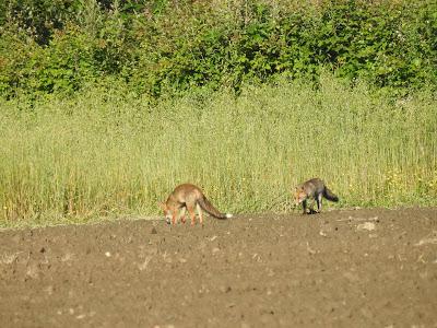 Manifestaciones de lo espontáneo