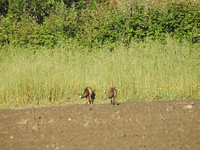 Manifestaciones de lo espontáneo