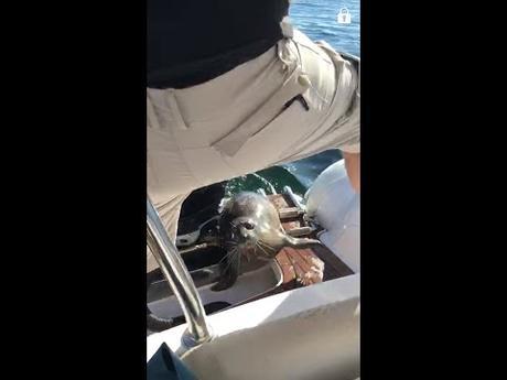 ¡Una foca se sube a un bote para salvarse de unas orcas que se la iban a comer!