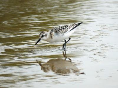 Limícolas juveniles