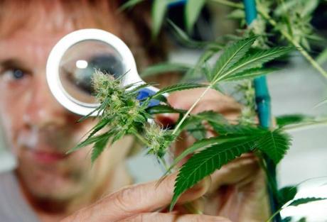 La batalla por el cannabis medicinal